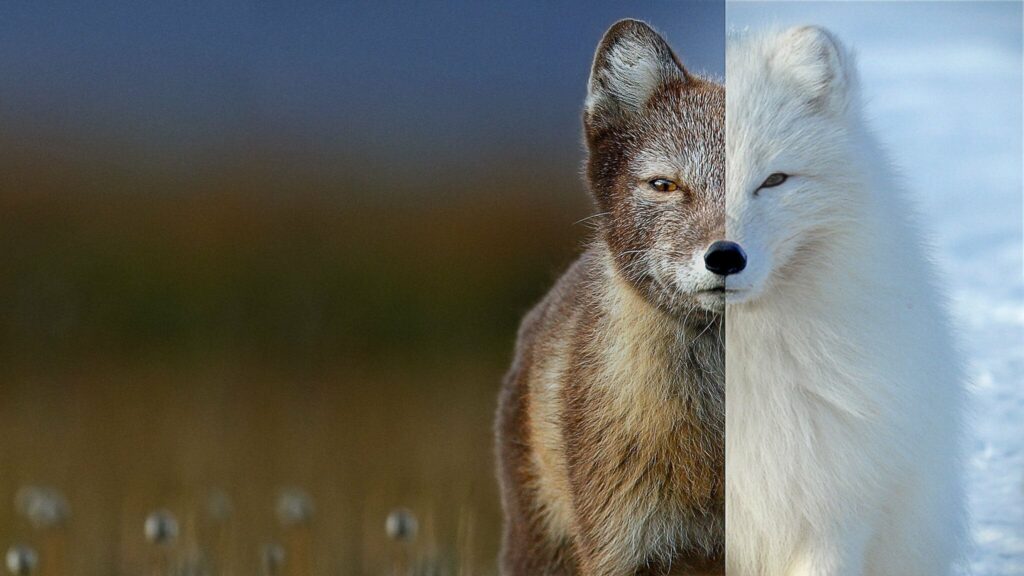 A split picture of a prairie fox and an arctic fox