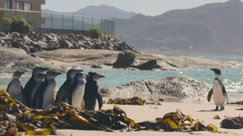 Penguins standing on a beach